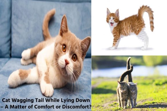 Cat Wagging Tail While Lying Down