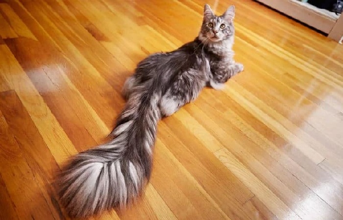 Cat Wagging Tail While Lying Down – Is it Difficult?