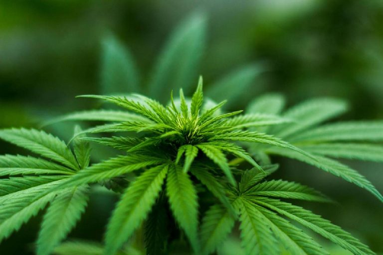 The Artistic Mind: Cannabis and Creativity