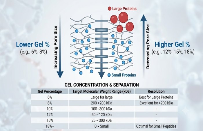 understanding gel concentrations